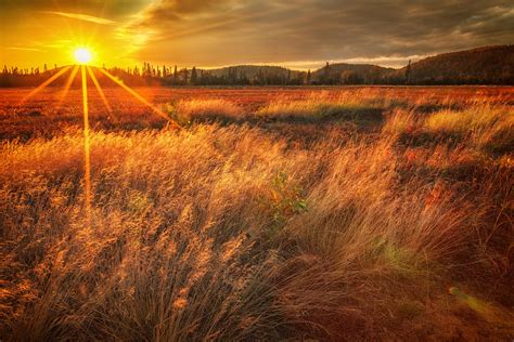 Field Of Sunset And Grass Photograph By Sylvia J Zarco Fine Art America