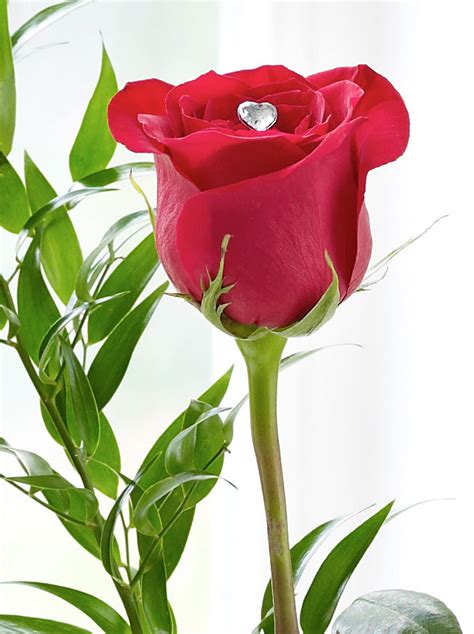 Single Rose Images Hd Download Img Gimcrackery
