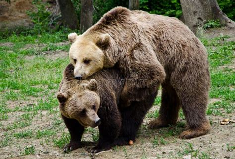 Alaska Dois Ursos De Urso De Brown Em Um Prado Foto De Stock Imagem