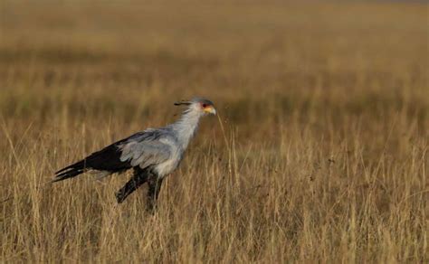 Top 25 Grassland Birds National Geographic Blog Grassland Birds