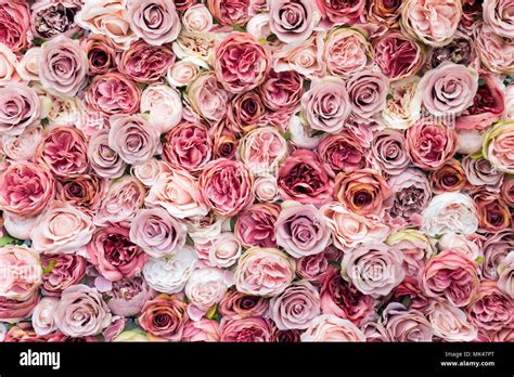 Wall Of Roses In Different Shades Of Pink Background Stock Photo Alamy