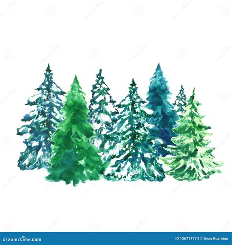 Watercolor Evegreen Pine Trees Illustration With Snow Isolated On
