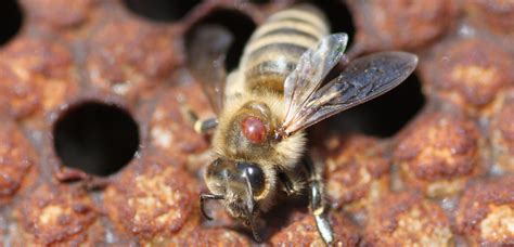Varroa Mite Varroa Destructor More Detections In Nsw Ausveg