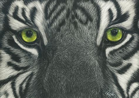 Tigers Eyes Drawing By Robyn Bromham Fine Art America