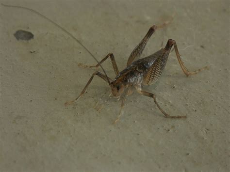 Cricket clubs across england and wales can benefit from digital skills webinars as part of a new partnership between the ecb and google digital garage. 5 Pests You May Find in Garages & Basements in Maryland