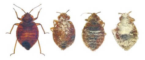 Dead Bed Bugs A Guide With Photos What To Do If You See One