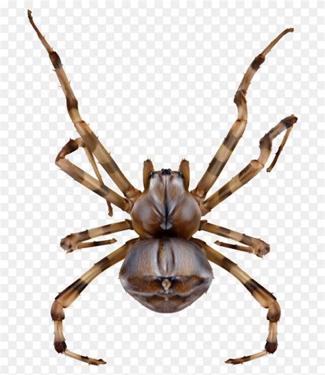 Realistic Spider Isolated Premium Vector Png Similar Png