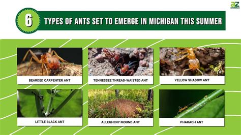 Discover The 6 Types Of Ants Set To Emerge In Michigan This Summer A