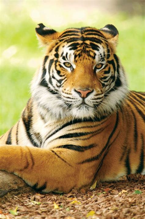 Tiger Facts Information Pictures And Habitat Britannica