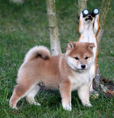 With their breeder, waiting for you! Shiba inu kaufen deutschland | Dogs, breeds and everything ...