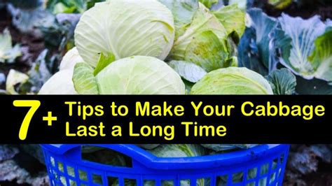 Belotero filler usually lasts up to a year, depending on the area injected. 7+ Tips to Make Your Cabbage Last a Long Time