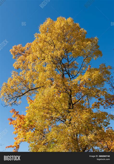 Yellow Maple Against Image And Photo Free Trial Bigstock