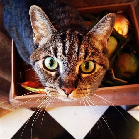 Your dog's curiosity about people foods may have made you curious, too. Are Exotic Fruits Safe for Cats? - Catster