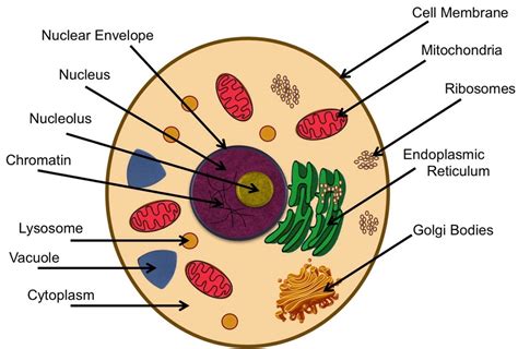 The nucleolus disappears during prophase and. Cell Analogy: Cells are like computers.