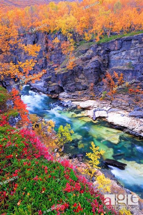 Autumn Scenery In The Abisko Canyon With Abiskojakka River Sweden