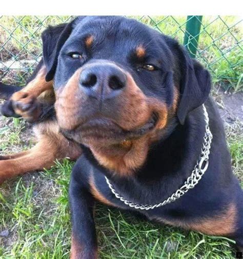 Rottweiler Loving Confident And Loyal In 2020 Rottweiler Puppies