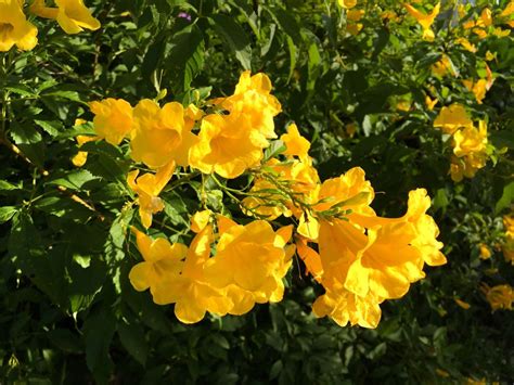 Check spelling or type a new query. 10 Drought-Tolerant Native Plants for Houston | Buchanan's ...