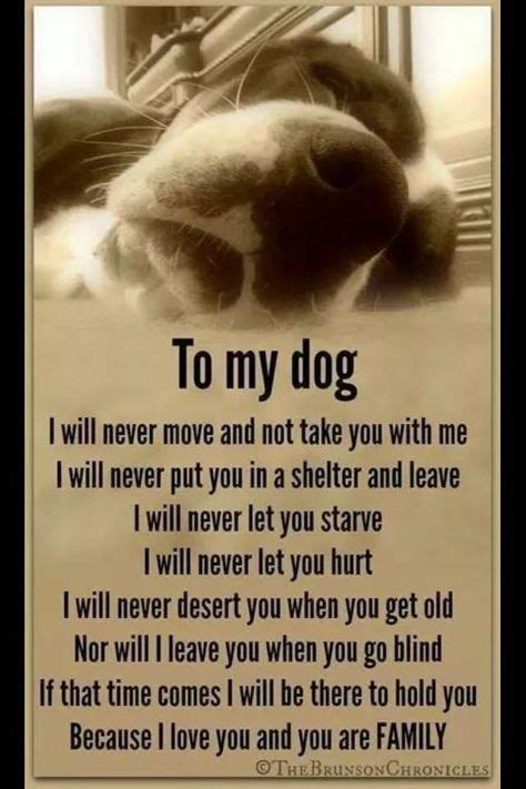 37 Dog Heaven Quotes Ideas Pet Loss Grief Dog Quotes Dog Poems