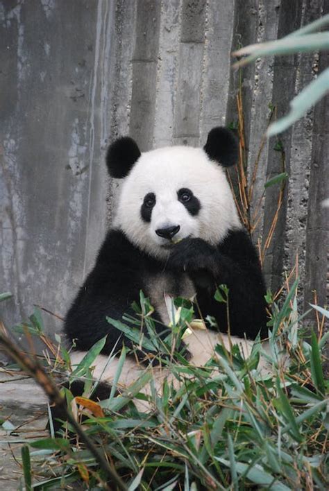 300 Best Panda Photos · 100 Free Download · Pexels Stock Photos