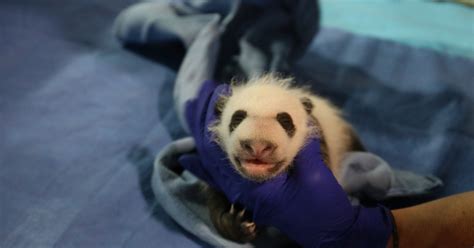 Dcs Newest Panda Cub Receives Name
