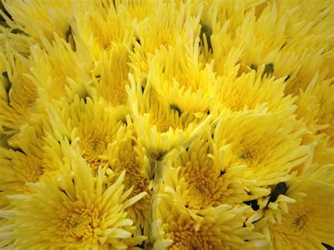 Yellow Disbud Mums Yellow Flowers Fall Flowers Wholesale Florist