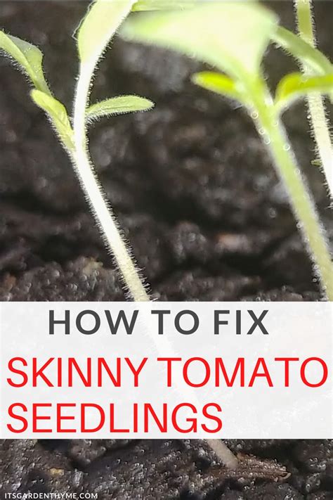 Why are zucchini seedlings spindly. Leggy Tomato Plants: 3 Common Culprits [And How to Fix ...