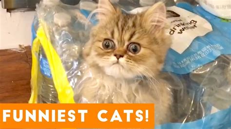 Try Not To Laugh Ultimate Cat And Kitten Compilation Funny Pet Videos