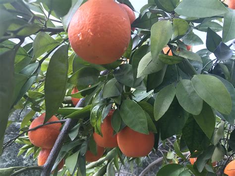 Minneola Tangelo Blue Moon Orchard