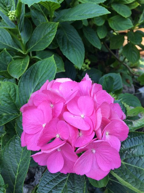 We did not find results for: Flowers for happiness