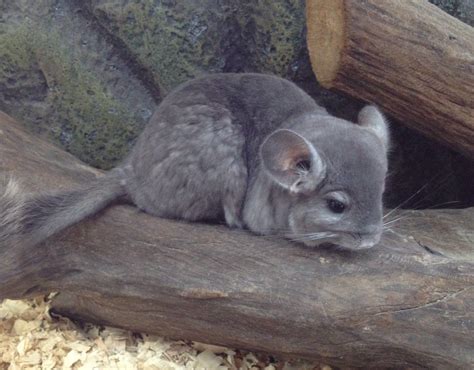 Chinchilla Wallpapers Wallpaper Cave