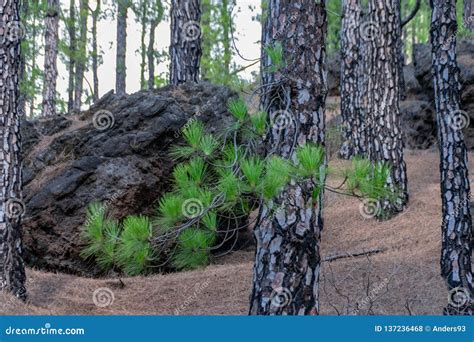 Tree Bark Growth Many Months After A Forest Fire Stock Photo Image Of