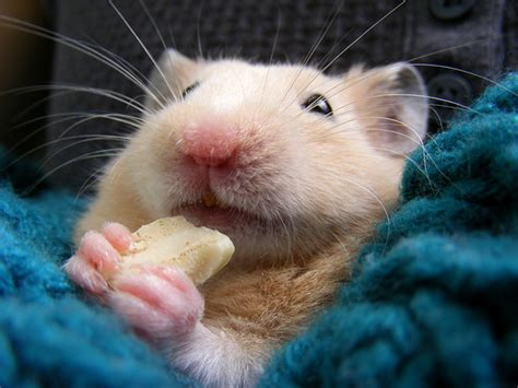 Here we cover everything about bananas. Can hamsters eat bananas