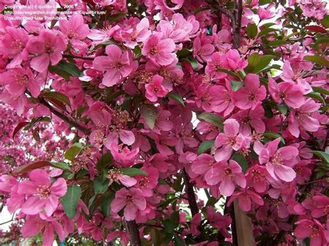 Plantfiles Pictures Flowering Crabapple Prairie Fire Malus 3 By