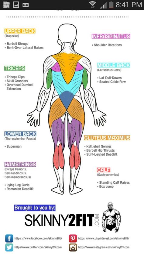 Body Anatomy Muscle Groups To Workout Muscle Anatomy