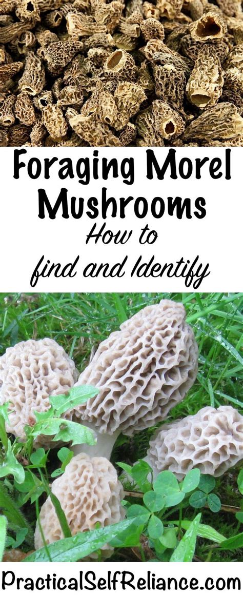 Where Do Morel Mushrooms Grow Wild All Mushroom Info