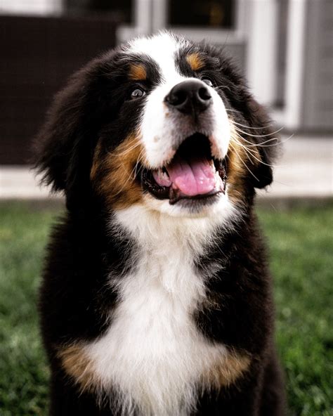 The Beautiful And Cute Puppy Of Bernese Mountain Dog Breed Is Lying On