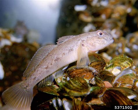 Round Goby Finger Lakes Prism