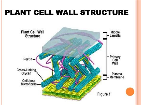 We did not find results for: Cell wall structure and function