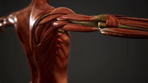 Muscular System Of Human Body Animation Stock Footage Sbv 337886571