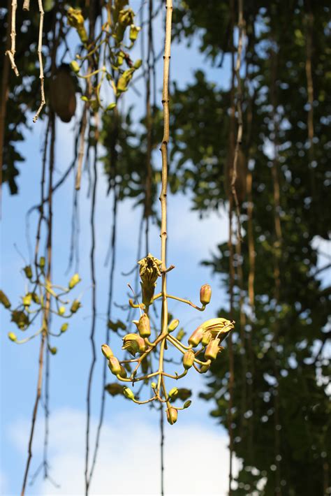 Hanging Flowers Flower From Sausage Tree Kigelia Africana Flickr
