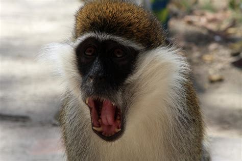 Grivet Monkey Ethiopia Photograph By Aidan Moran Pixels