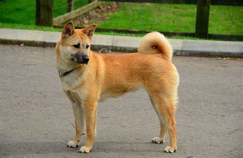 Korean Jindo Dog Breed Information All About Dogs