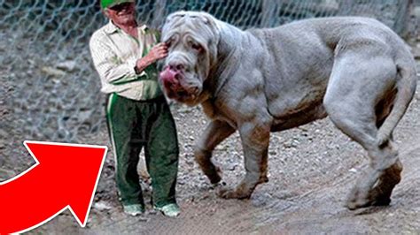 6 Biggest Breeds Of Dogs That Exist In The World Youtube