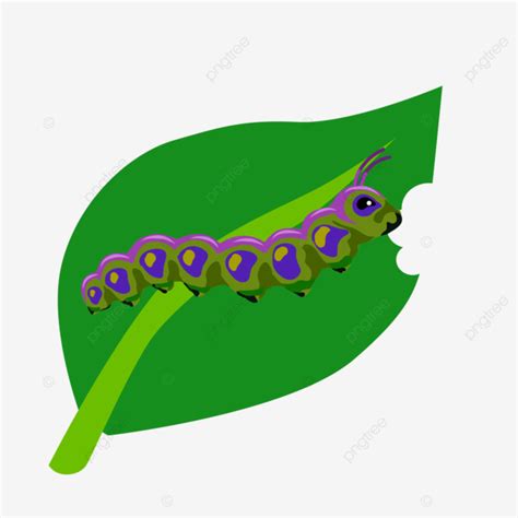 Caterpillar And Leaf Clipart Vector Caterpillar Eat Leaf Png And