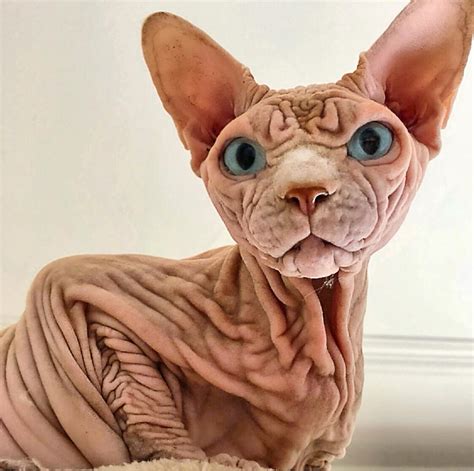 As with many things in life. A Very Wrinkled Sphinx Cat With Gorgeous Blue Eyes