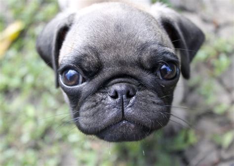 I don't get the pun.mine was a joke from two & a half men. Unique Dog Names: Clever Puns Edition