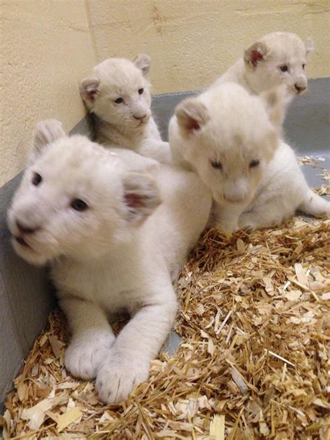 Cute Alert Rare White Lion Cubs Growing Up Royally At Toronto Zoo