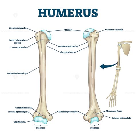 Humerus Bone Labeled Vector Illustration Diagram Vectormine