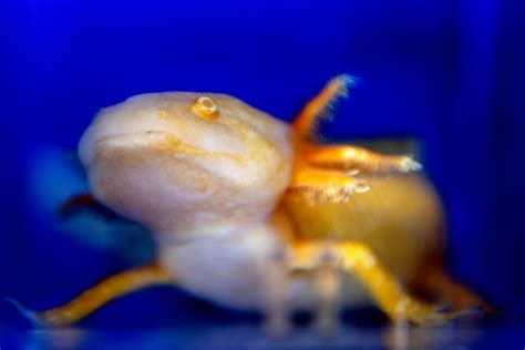 This Salamander Can Regenerate Limbs Like Deadpool Can It Teach Us To