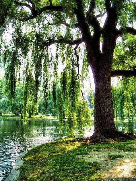 Weeping Willow Tree Bing Images Tree Photography Tree